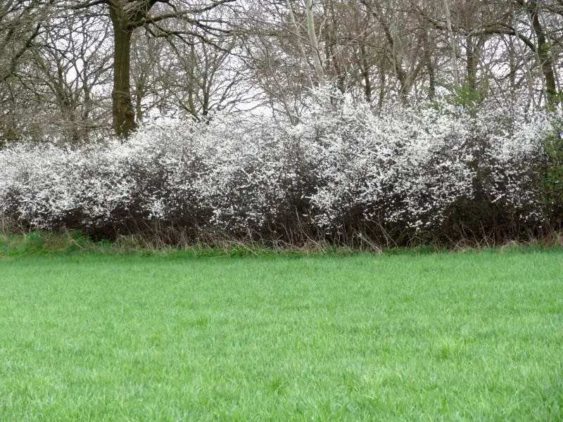 Schlehdorn (Prunus spinosa)