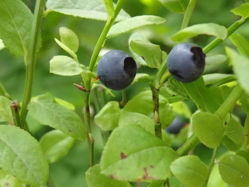 Wilde Heidelbeere (Vaccinium Myrtillus)
