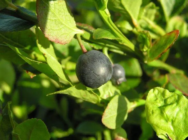 Wilde Heidelbeere (Vaccinium Myrtillus)