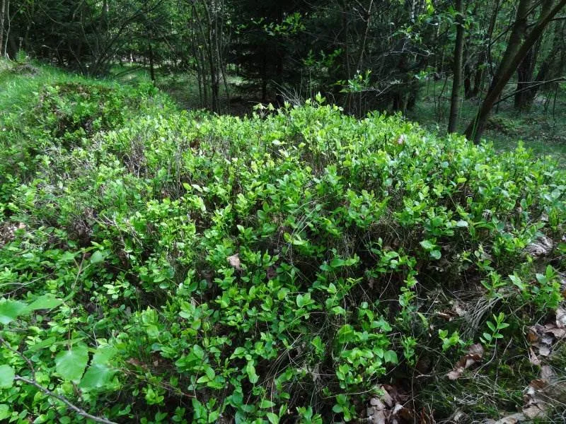 Wilde Heidelbeere (Vaccinium Myrtillus)