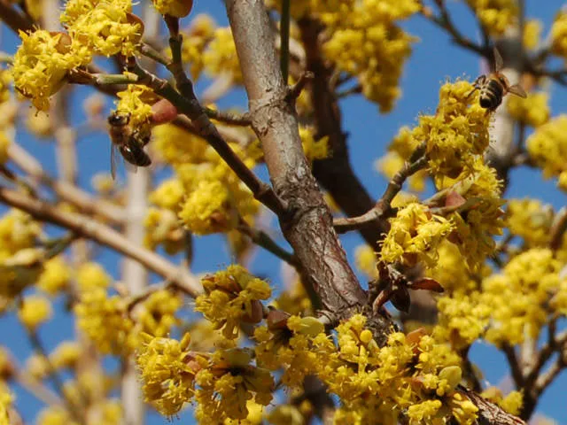 Großfrüchtige Kornelkirsche "Kazanlak" (Cornus mas)