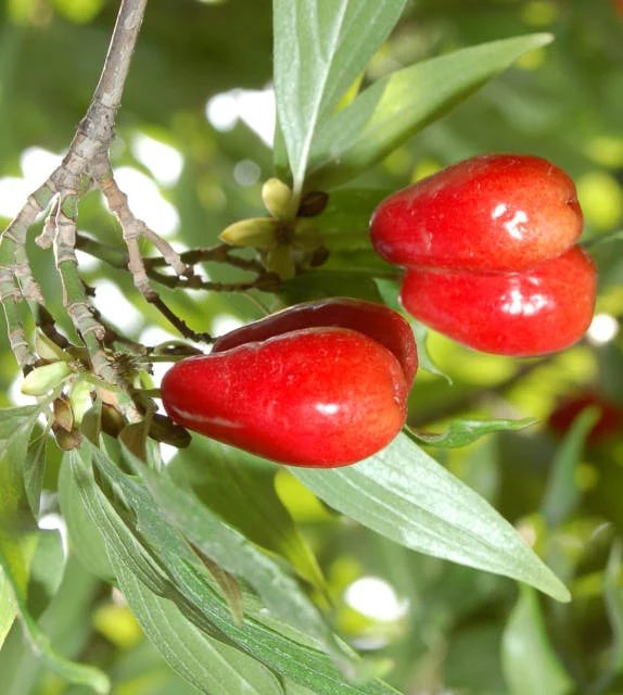 Großfrüchtige Kornelkirsche "Kazanlak" (Cornus mas)