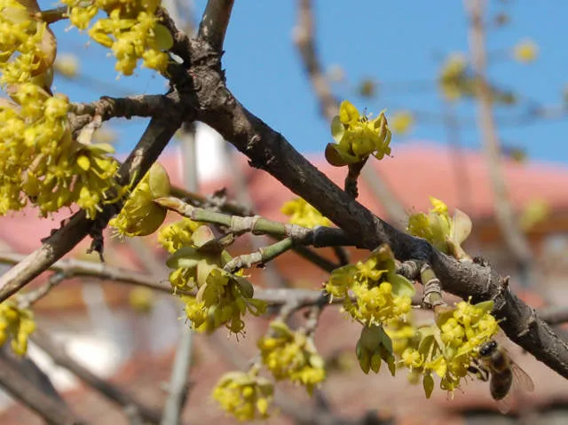 Großfrüchtige Kornelkirsche "Shan" (Cornus mas)