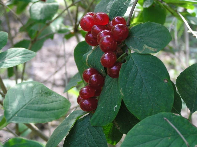 Einheimische Heckenkirsche (Lonicera xylosteum)