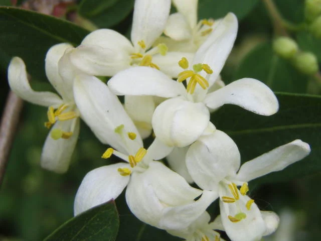 Einheimische Heckenkirsche (Lonicera xylosteum)