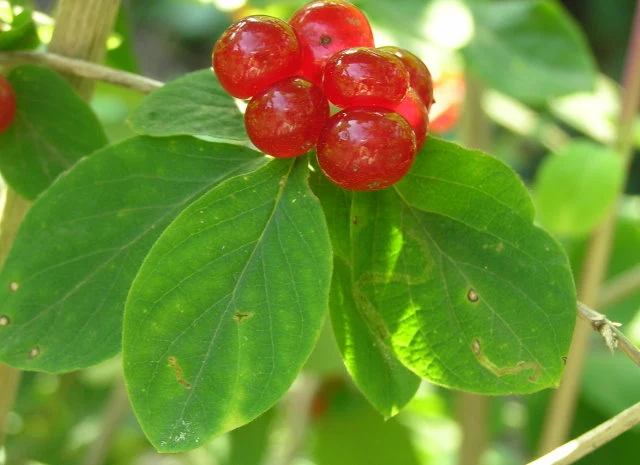 Einheimische Heckenkirsche (Lonicera xylosteum)