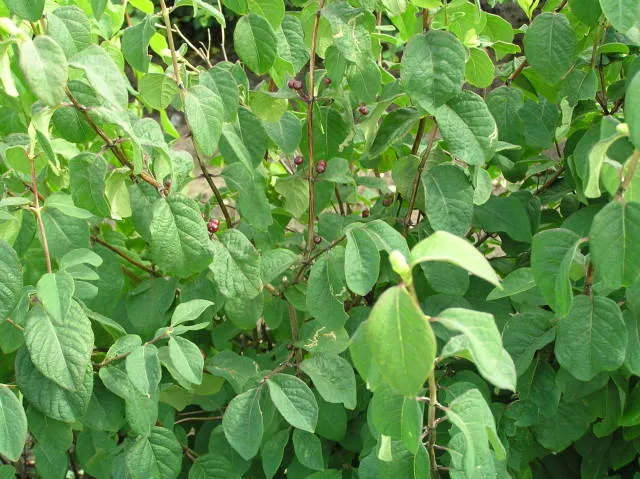Einheimische Heckenkirsche (Lonicera xylosteum)