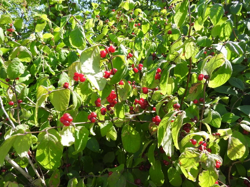 Einheimische Heckenkirsche (Lonicera xylosteum)