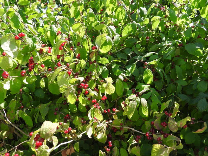 Einheimische Heckenkirsche (Lonicera xylosteum)