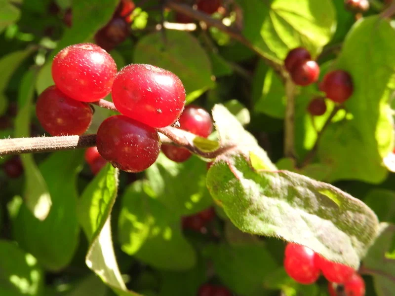 Einheimische Heckenkirsche (Lonicera xylosteum)