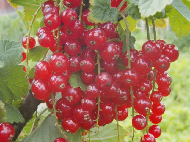 Johannisbeere "Jonkheer van Tets" (Ribes rubrum)