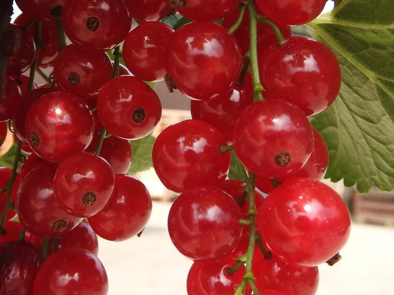 Johannisbeere "Jonkheer van Tets" (Ribes rubrum)