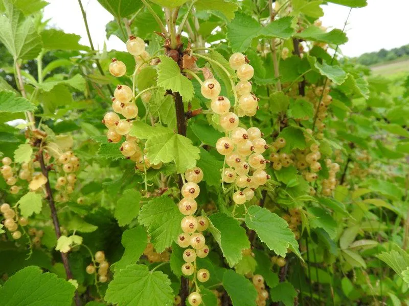 Weiße Johannisbeere "Weiße Versailler"