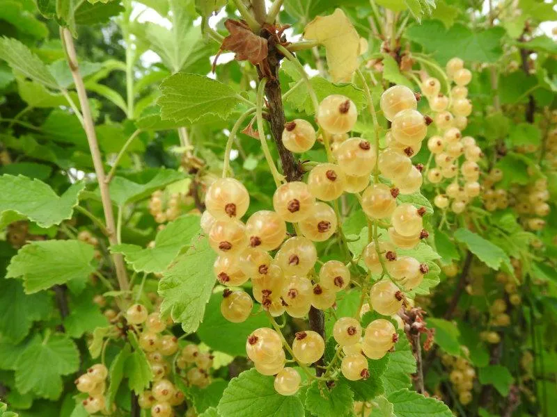 Weiße Johannisbeere "Weiße Versailler"