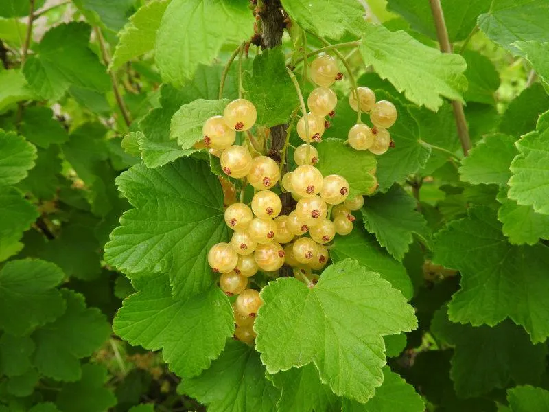 Weiße Johannisbeere "Weiße Versailler"