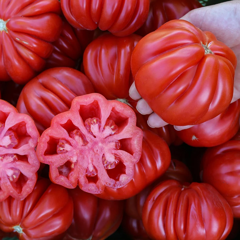Fleischtomate - Malea