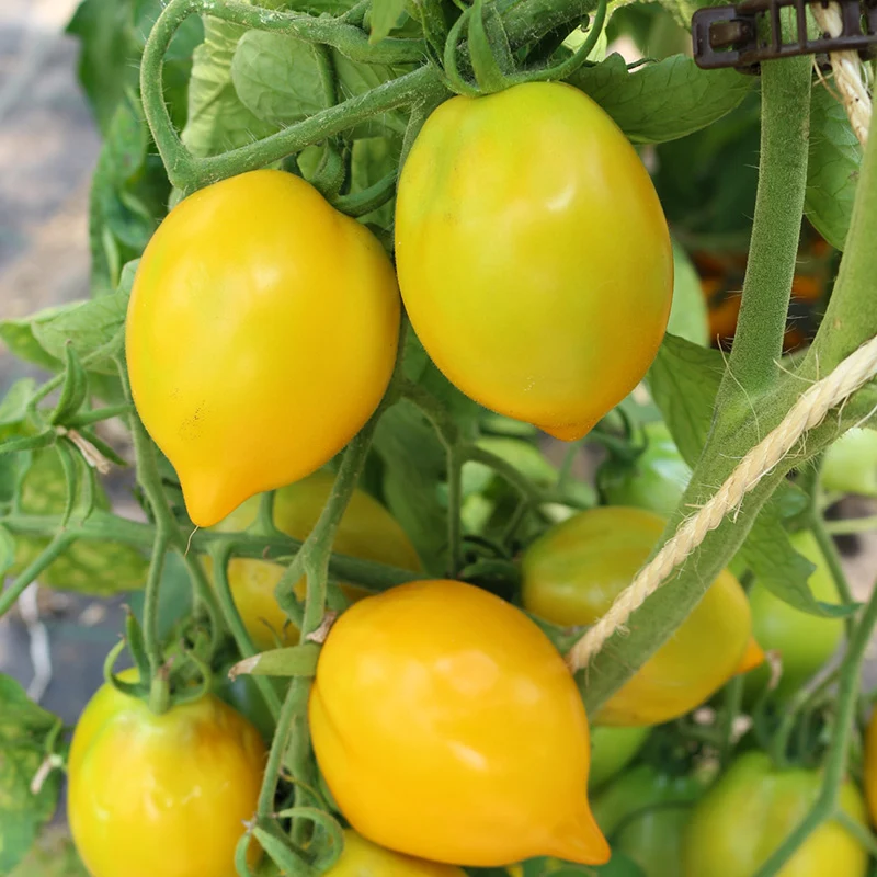 Tomate - Citrina