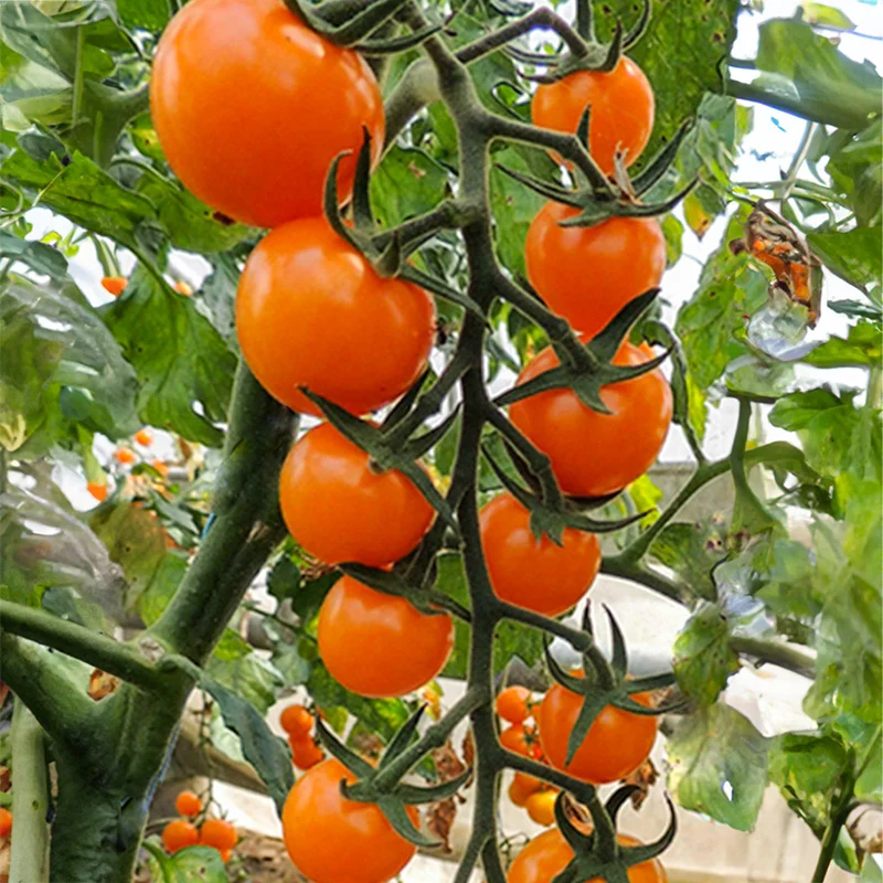Kirschtomate - Lillit