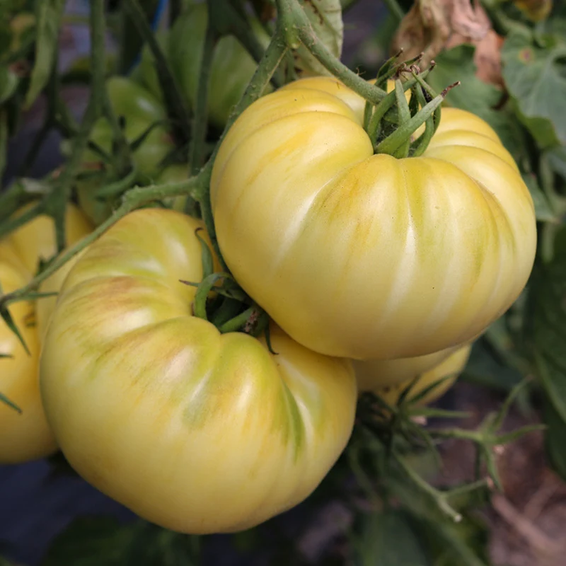 Fleischtomate - White Beauty