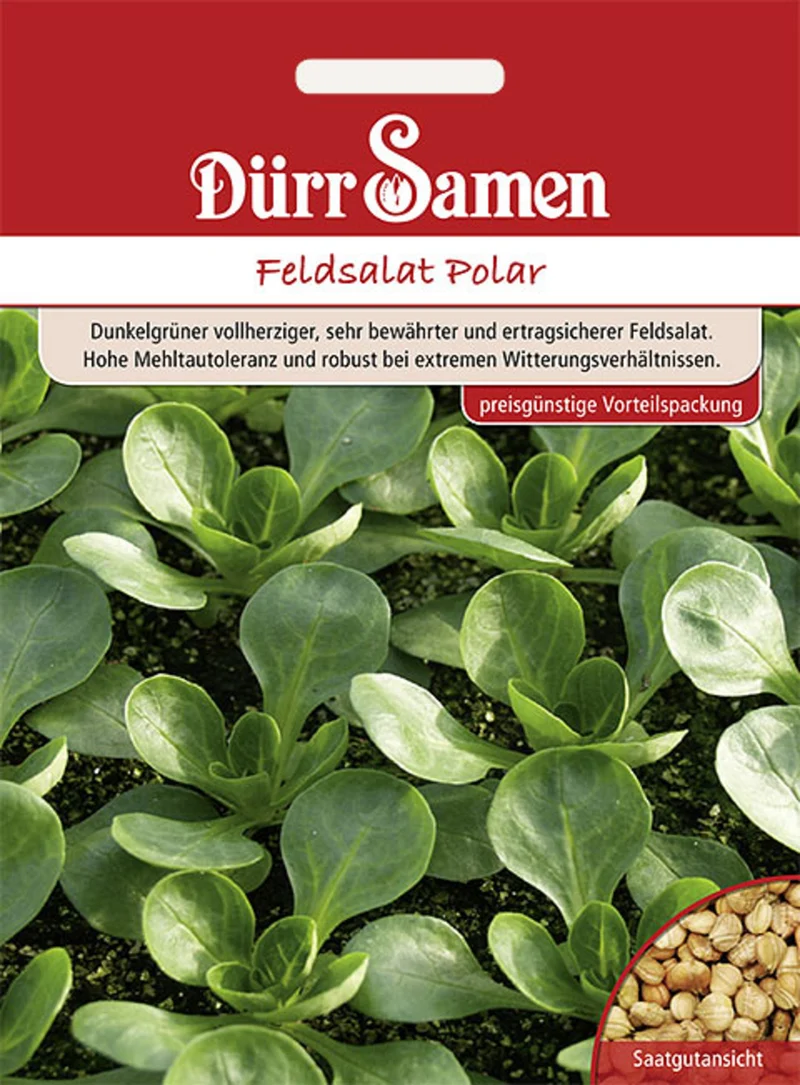 Feldsalat Polar 17500 Korn Saatgut