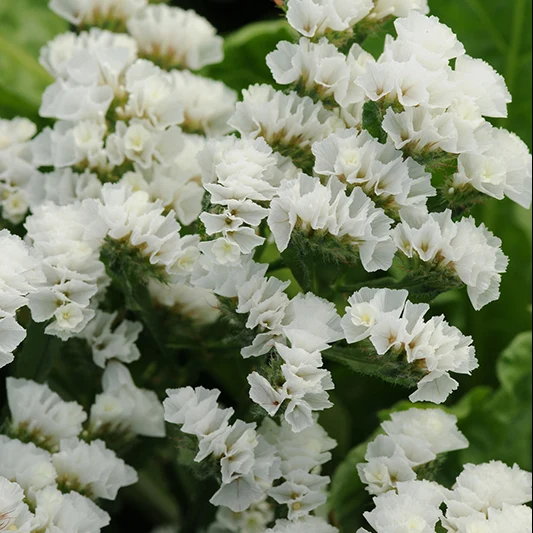 Strandflieder - QIS White