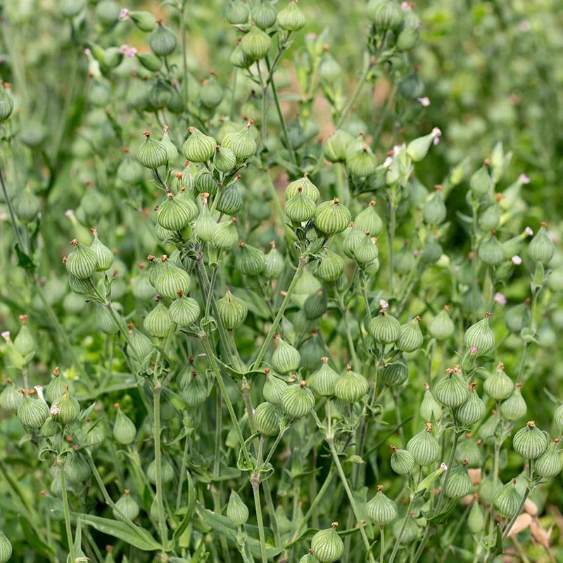 Kegelsilene - Balletje-Balletje