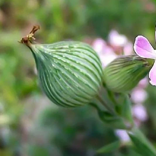 Kegelsilene - Balletje-Balletje