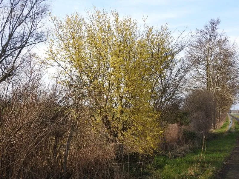 Kornelkirsche (Cornus mas)