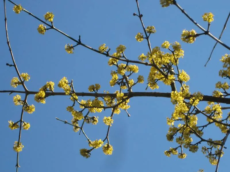 Kornelkirsche (Cornus mas)