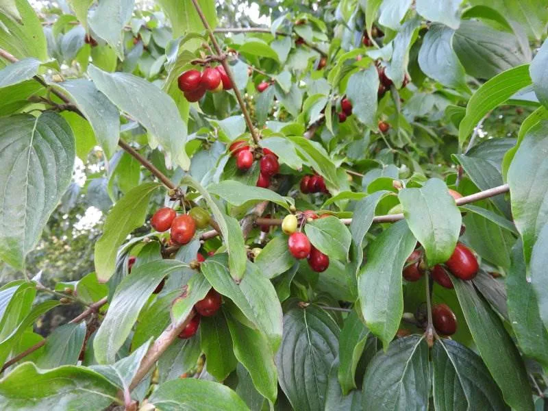 Kornelkirsche (Cornus mas)