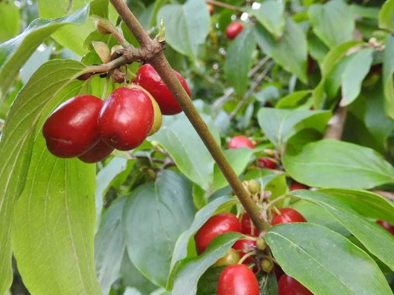 Kornelkirsche (Cornus mas)
