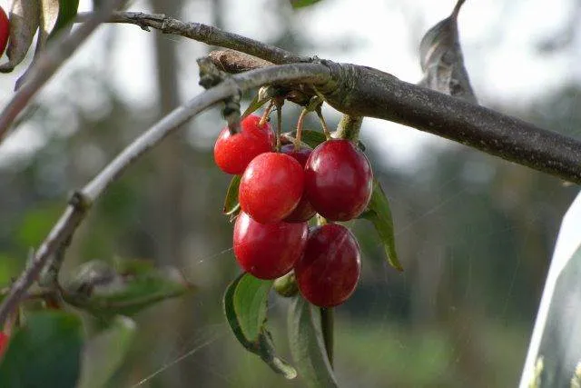 Kornelkirsche (Cornus mas)
