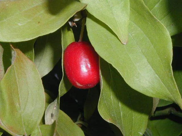 Kornelkirsche (Cornus mas)