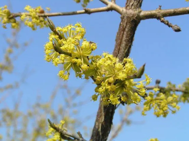 Kornelkirsche (Cornus mas)