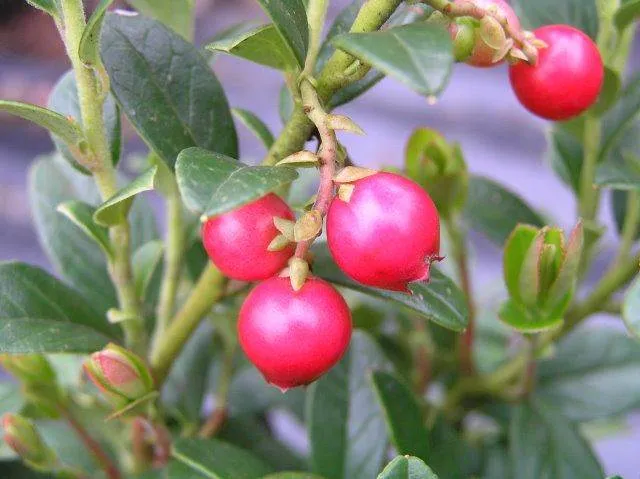 Preiselbeere (Vaccinium vitis-idaea)