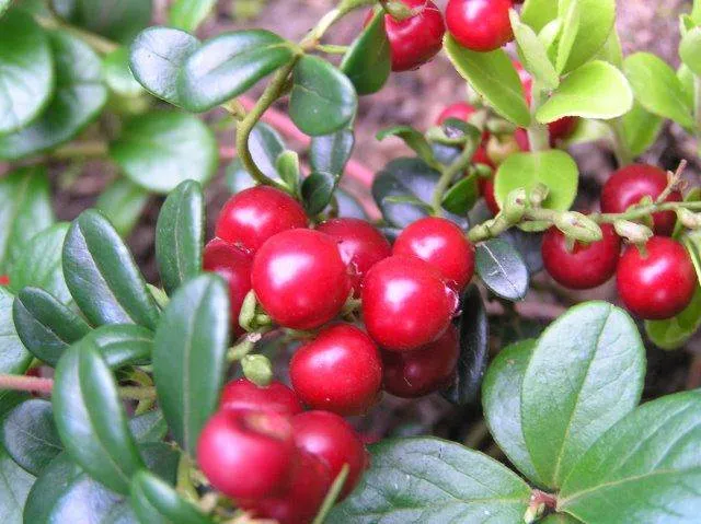 Preiselbeere (Vaccinium vitis-idaea)