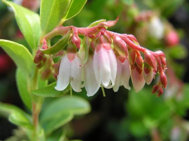 Preiselbeere (Vaccinium vitis-idaea)