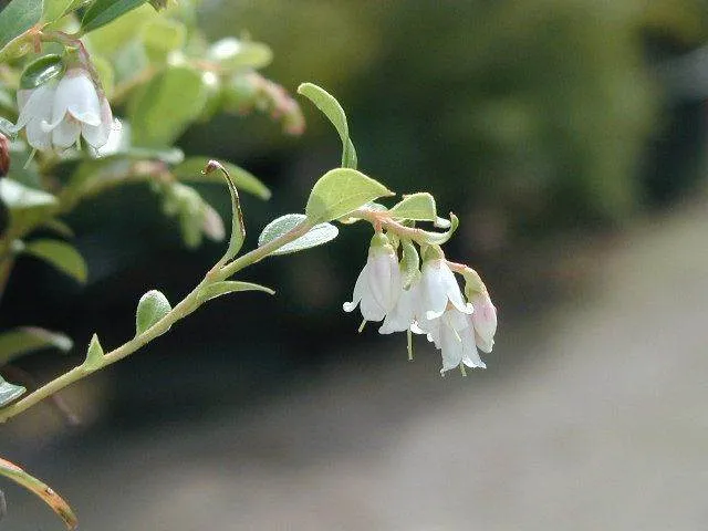Preiselbeere (Vaccinium vitis-idaea)