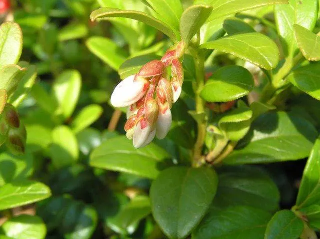 Preiselbeere (Vaccinium vitis-idaea)