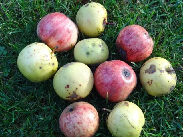 Wildapfel (Malus sylvestris)