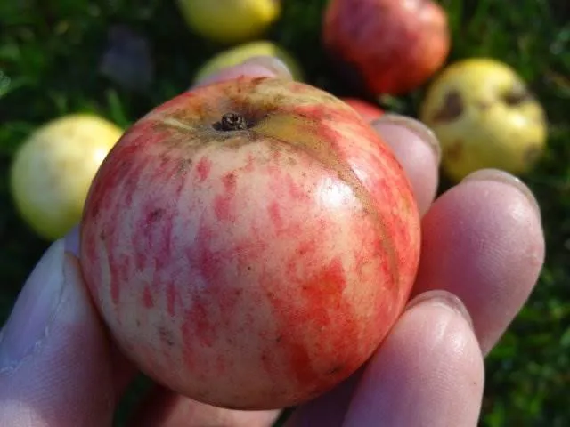 Wildapfel (Malus sylvestris)