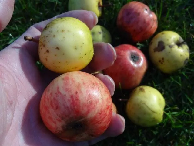 Wildapfel (Malus sylvestris)