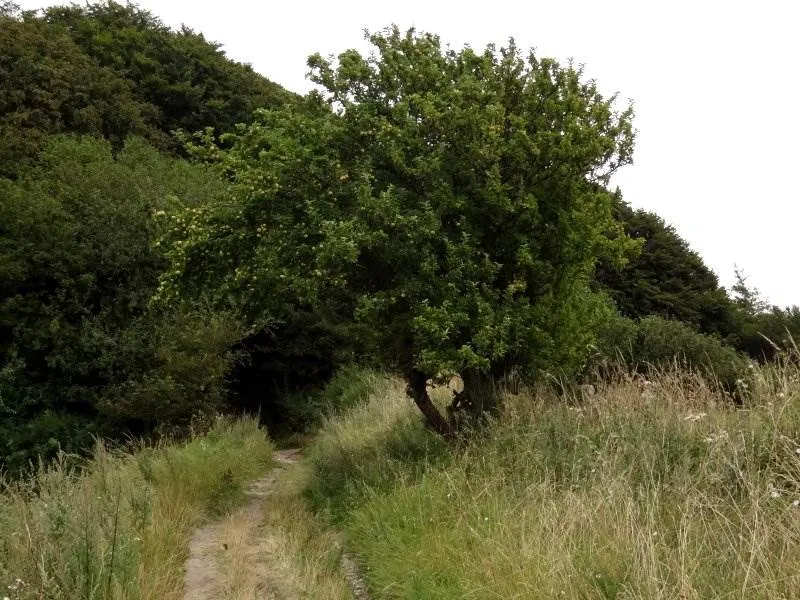 Wildapfel (Malus sylvestris)