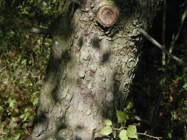 Wildapfel (Malus sylvestris)