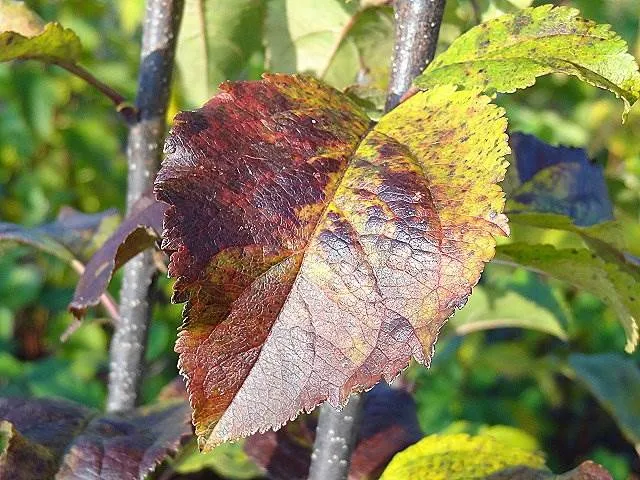Wildapfel (Malus sylvestris)