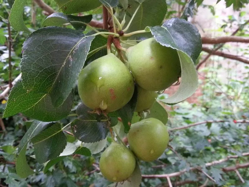 Wilde Birne (Pyrus communis)