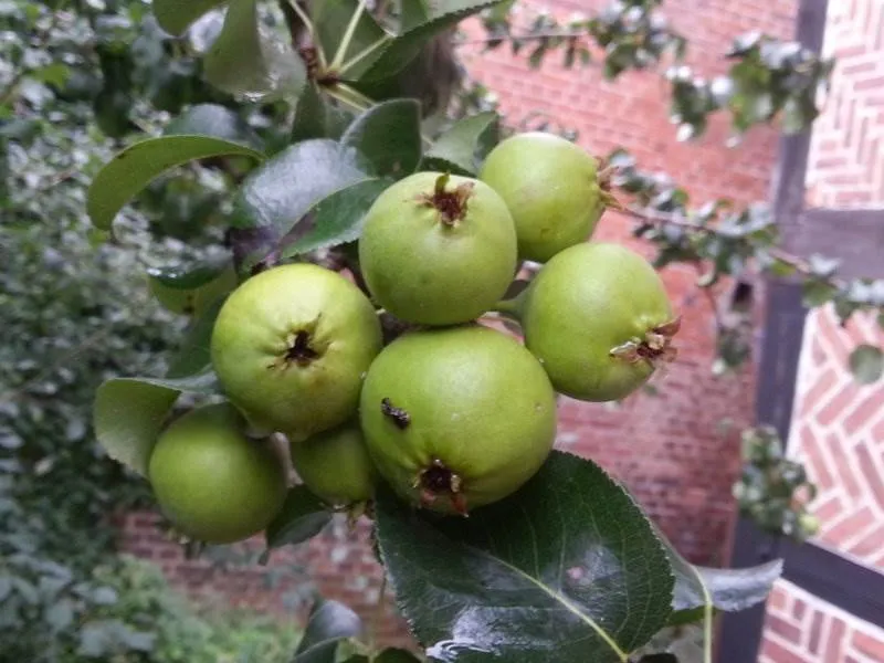 Wilde Birne (Pyrus communis)