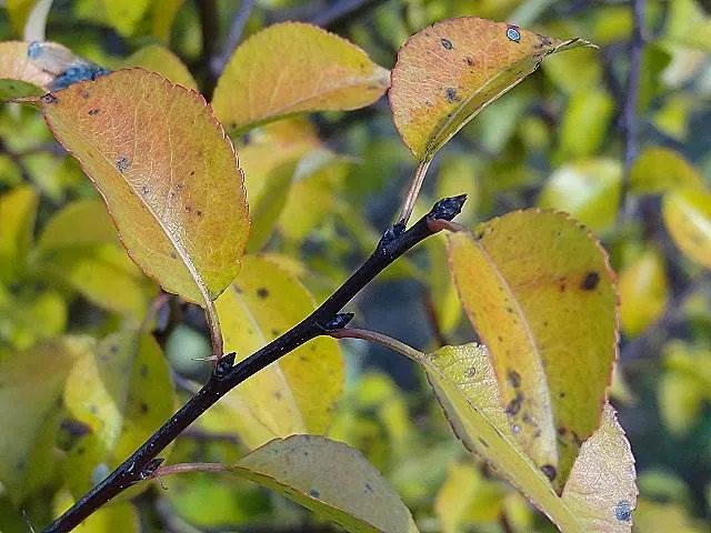 Wilde Birne (Pyrus communis)