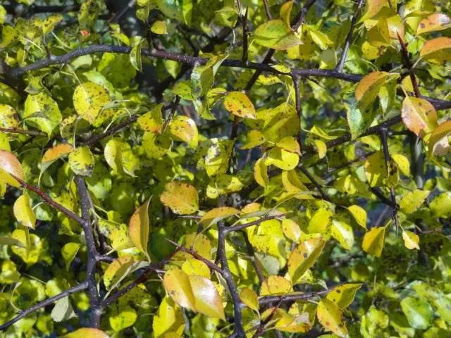 Wilde Birne (Pyrus communis)