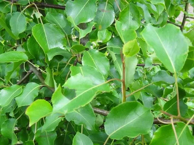 Wilde Birne (Pyrus communis)
